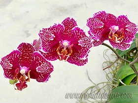 Phal. Victoria's Lace